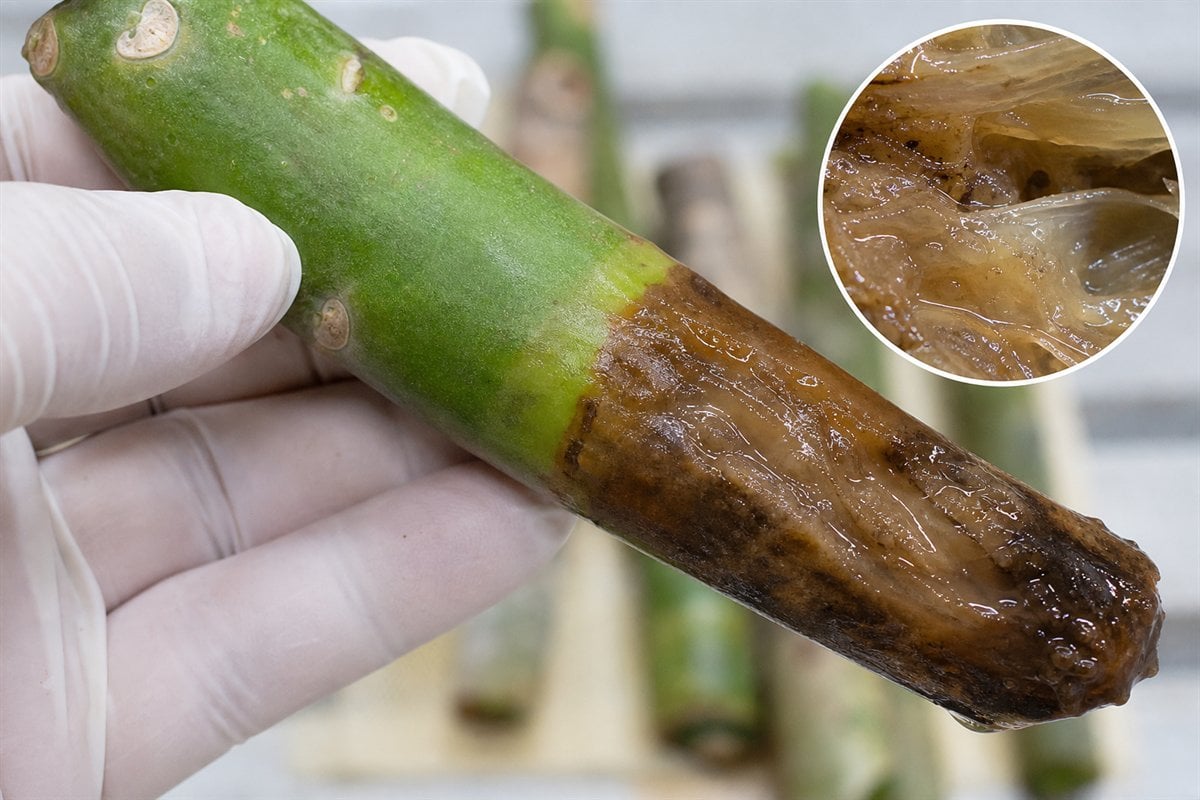 Plumeria reference showing bacterial soft rot