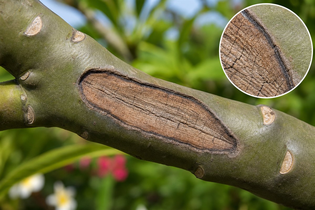 Plumeria branch with an elongated dry sunken canker and sharply defined lesion margin