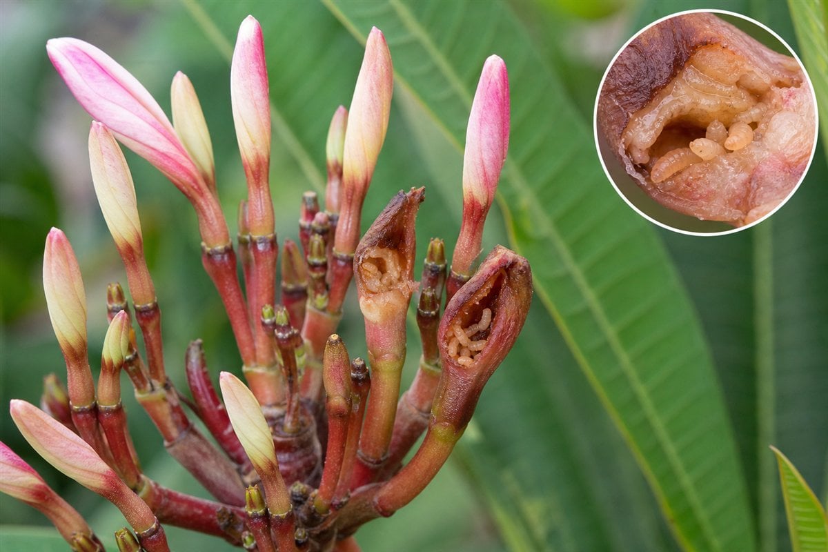 Blossom midge damage inside developing plumeria flower buds with close-up diagnostic detail