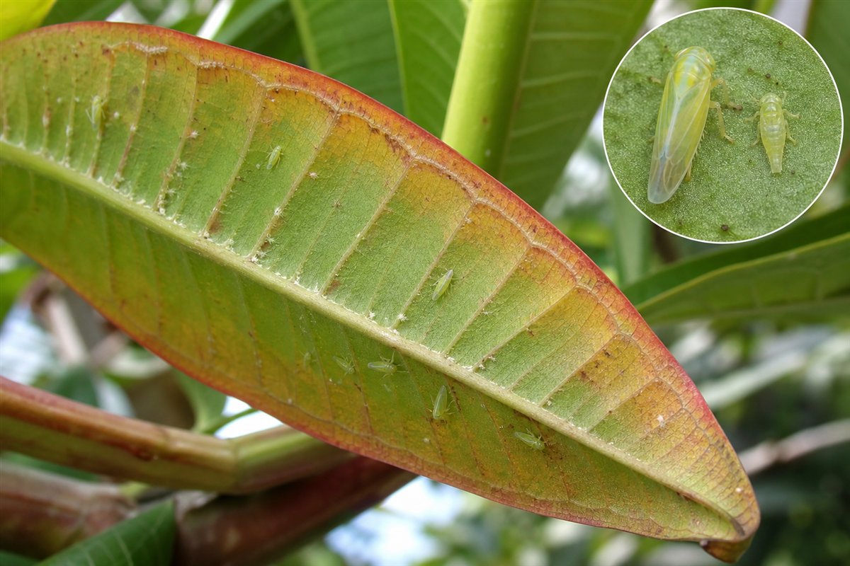 Adult and nymph leafhoppers feeding on the underside of a plumeria leaf