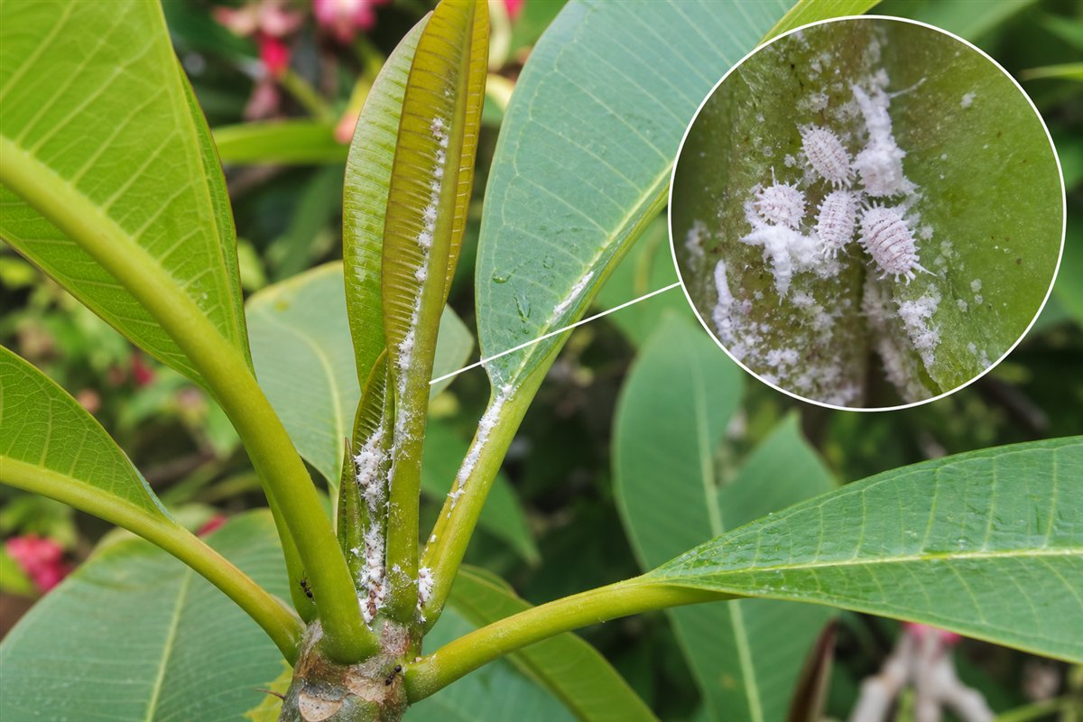 Plumeria reference showing white cottony pest clusters