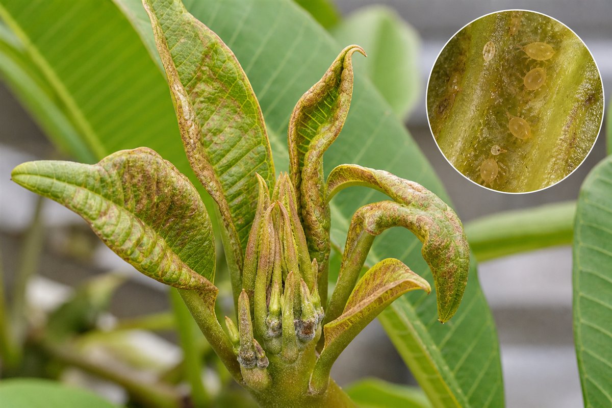 Plumeria reference showing microscopic mite injury