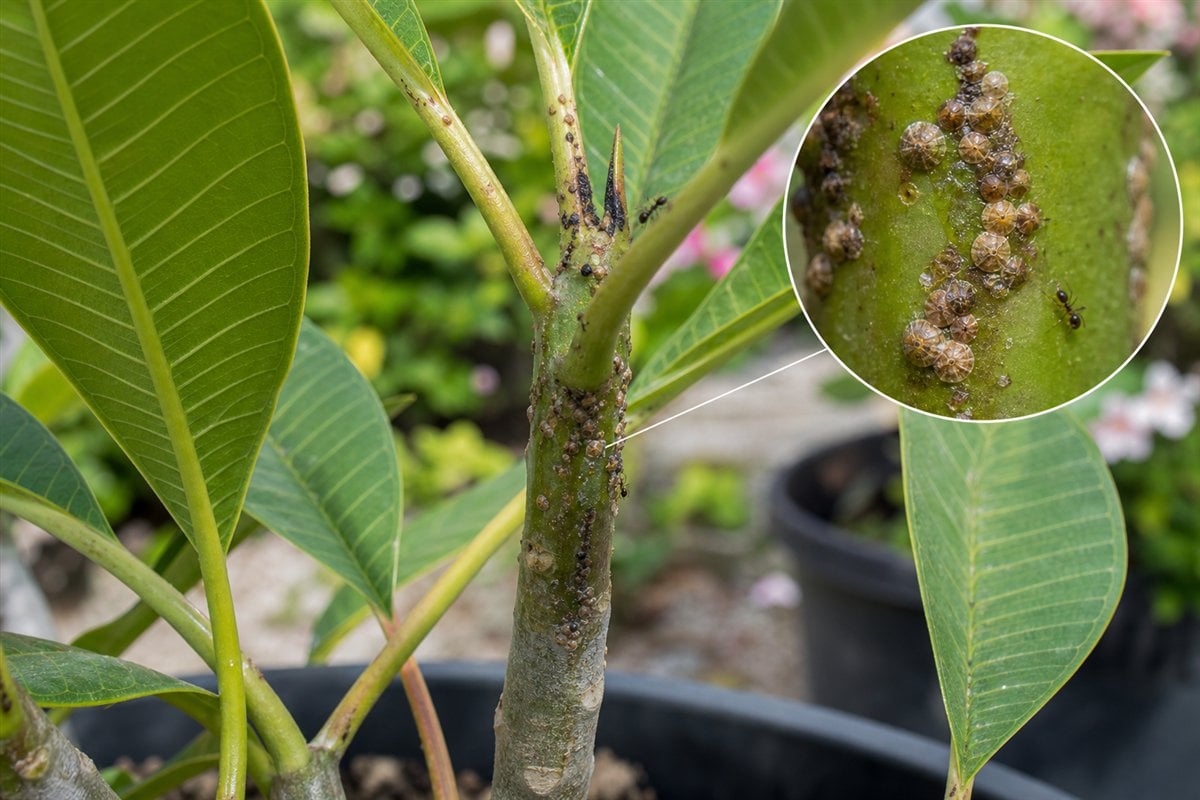 Plumeria reference showing fixed shells or scale bumps