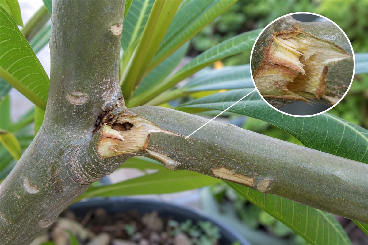 Clean break and split branch damage on a plumeria with close-up detail