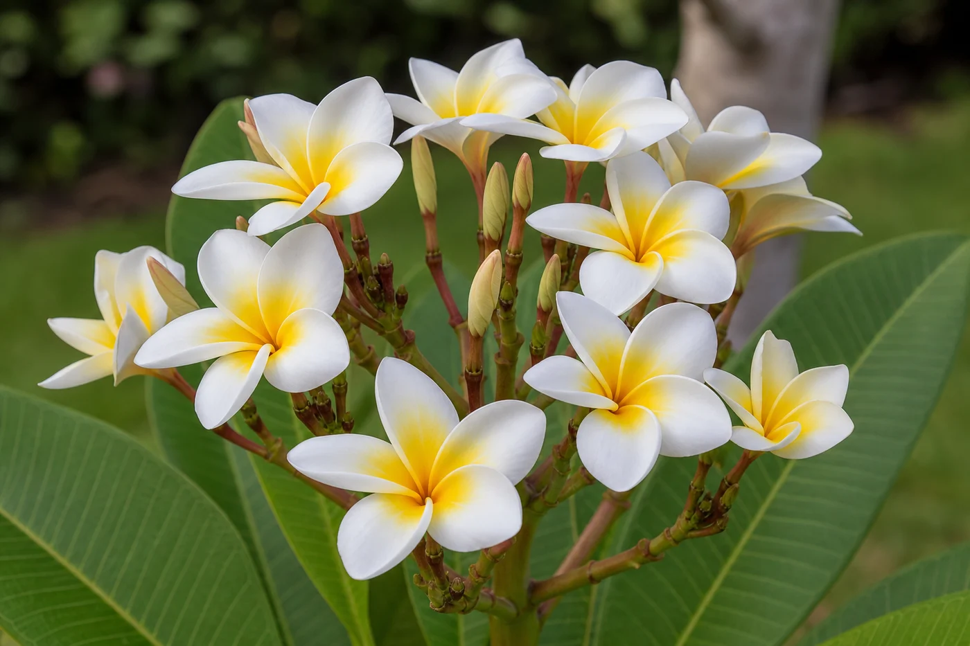 Healthy plumeria flower cluster with clean open blooms and firm developing buds