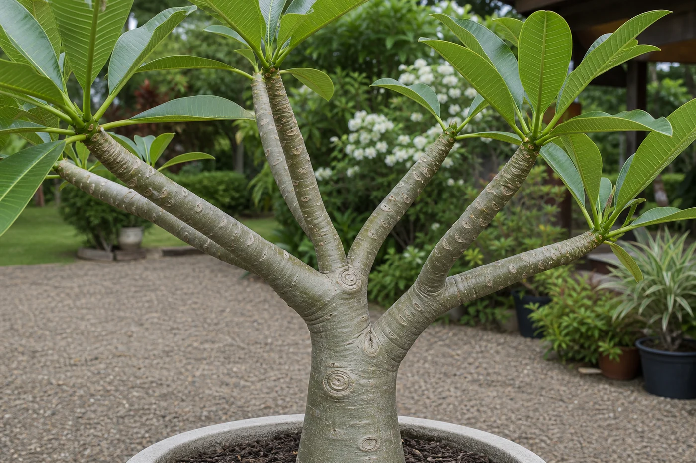 Healthy mature plumeria trunk and branches with firm intact bark and clean growing tips