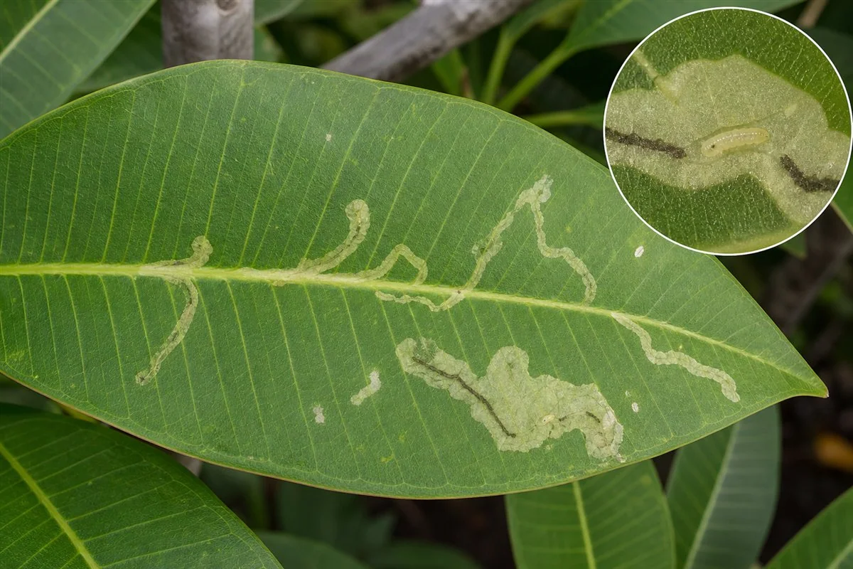 Plumeria reference showing leaf miner