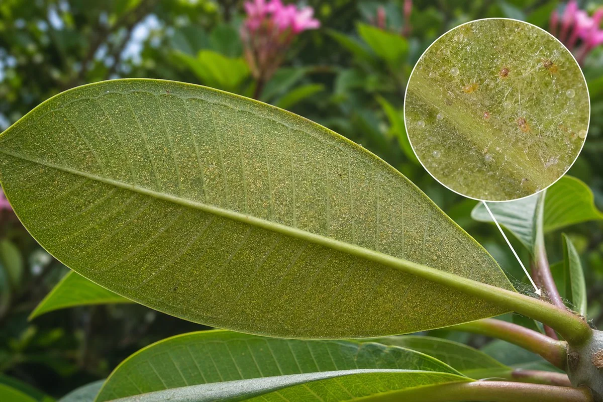 Plumeria reference showing fine stippling, bronzing, or webbing