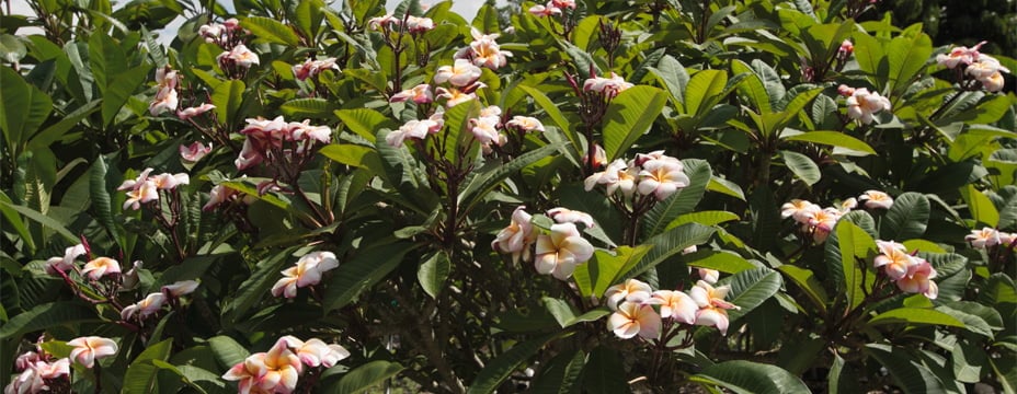 White and blush plumeria flowers blooming on healthy nursery plants