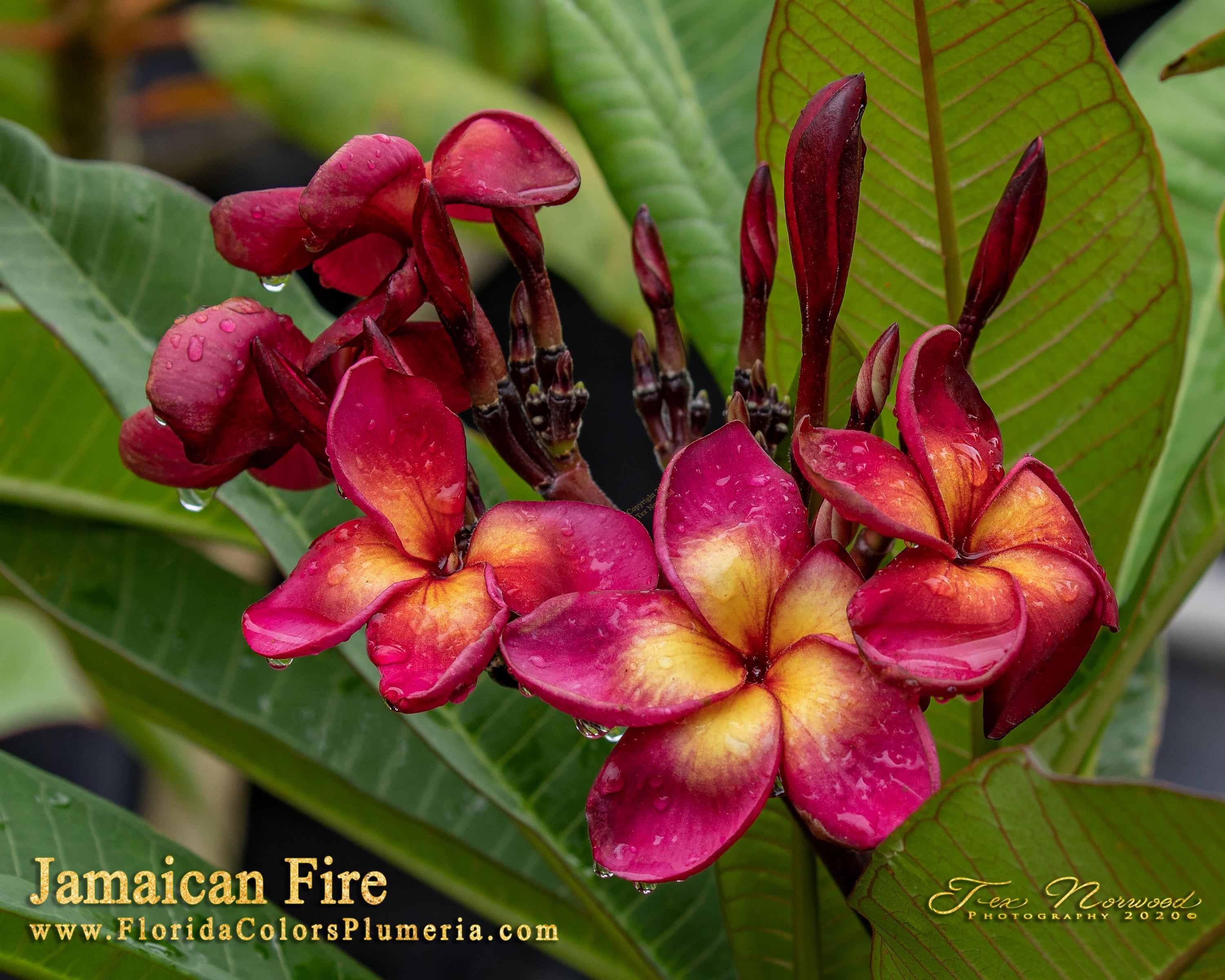 Jamaican Fire plumeria bloom cluster photographed at Florida Colors Nursery