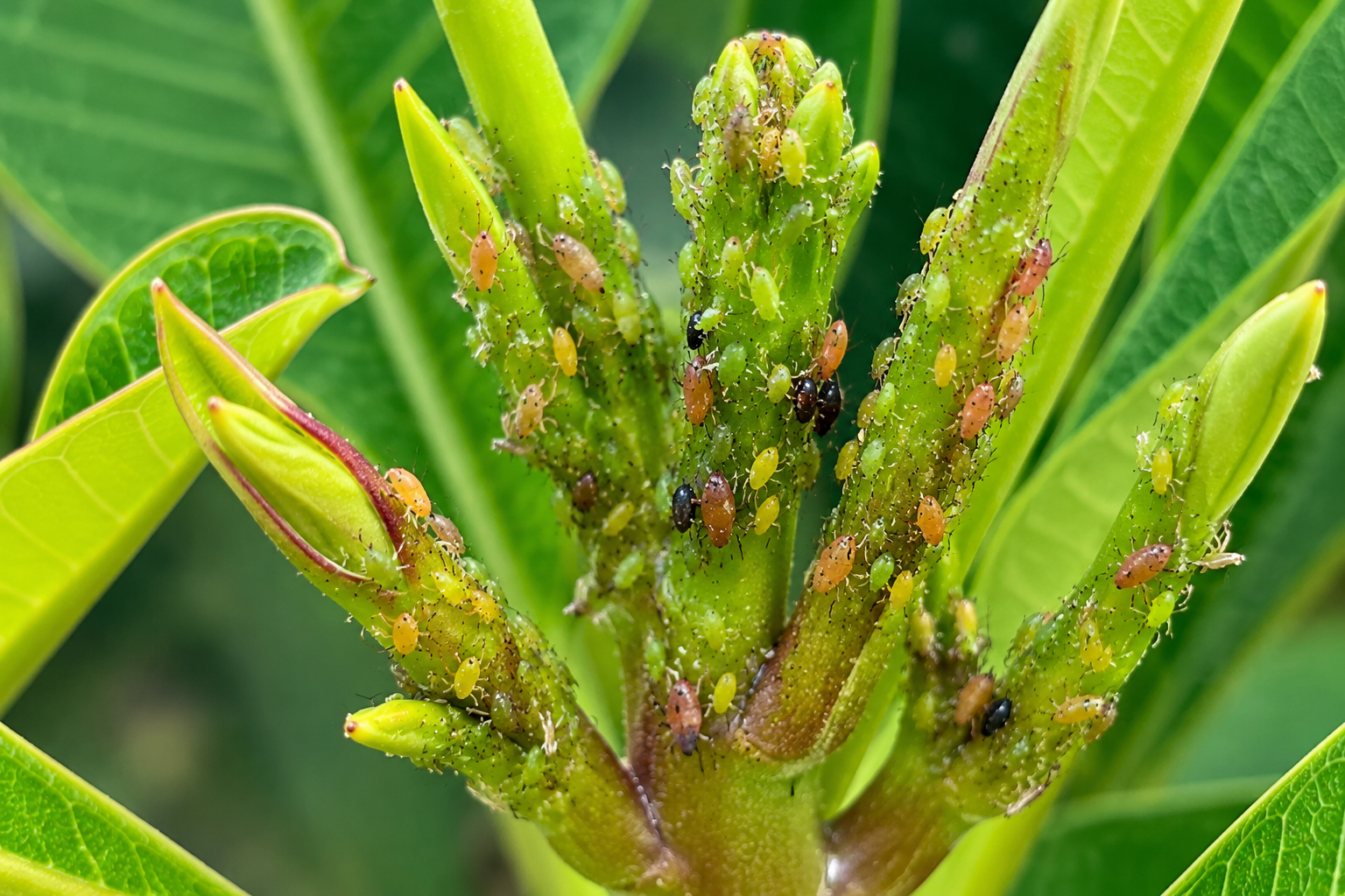 Close-up view of aphids on new plumeria leaves and buds