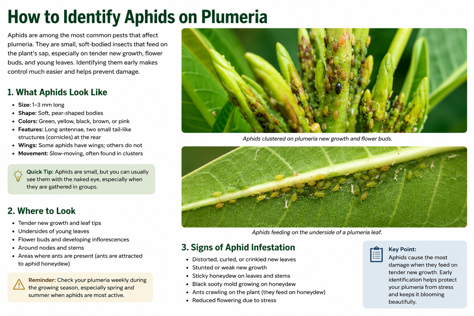 Aphids clustered on tender new plumeria growth and flower buds