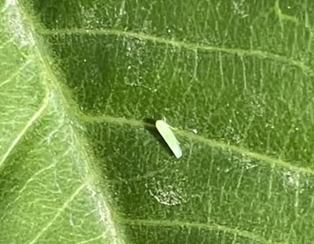 Leafhopper on the underside of a plumeria leaf