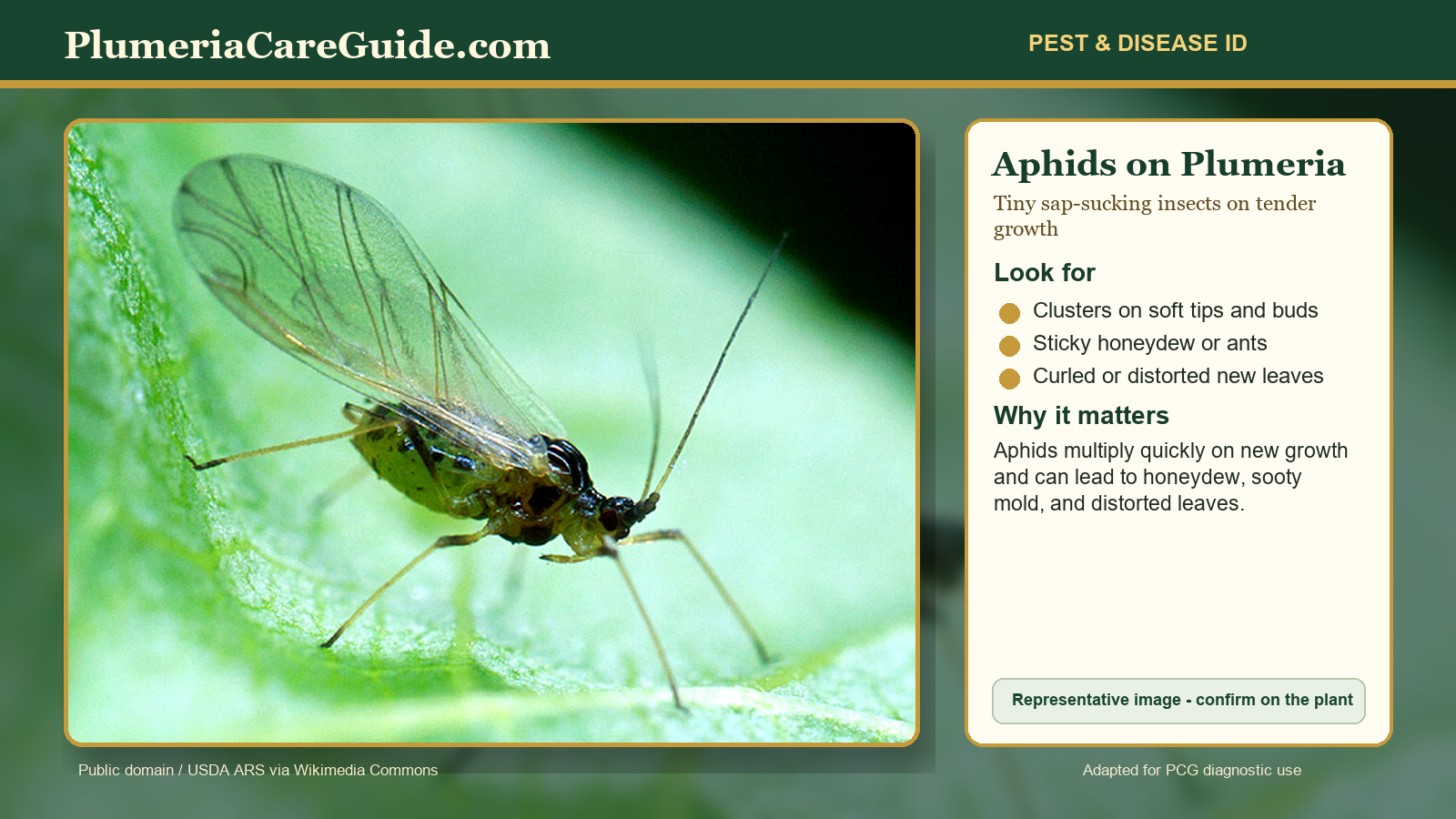 Diagnostic illustration of aphids clustered on tender plumeria growth