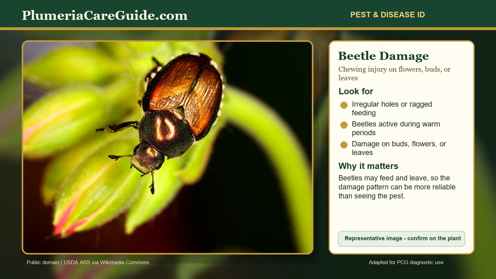 Diagnostic image showing beetle chewing damage patterns on plumeria leaves
