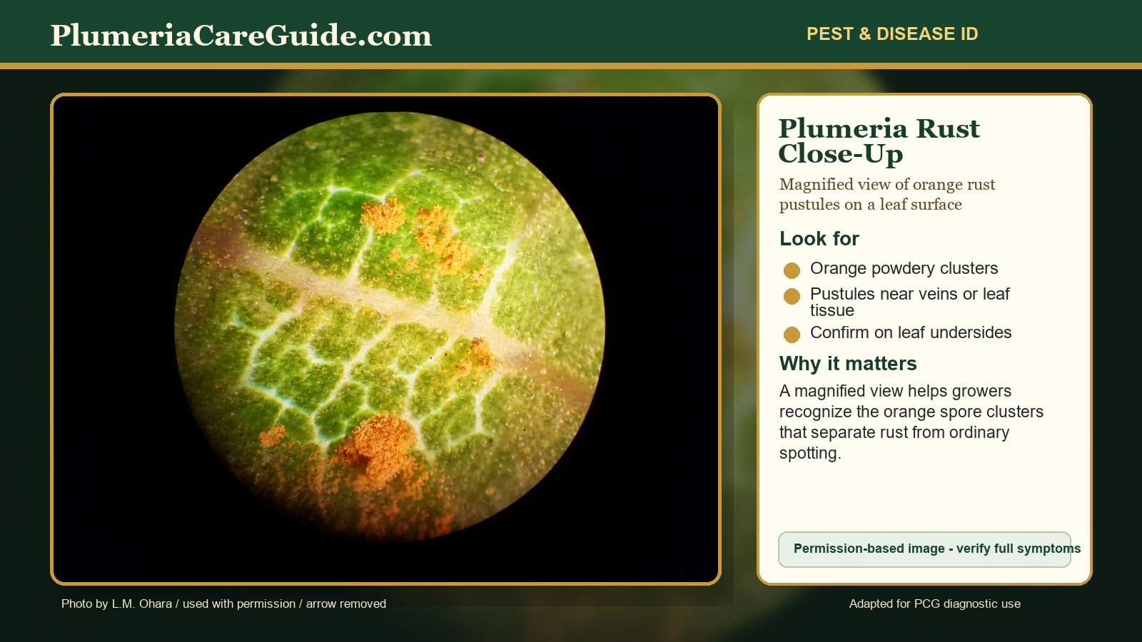 Magnified close-up of plumeria rust pustules and orange spore clusters