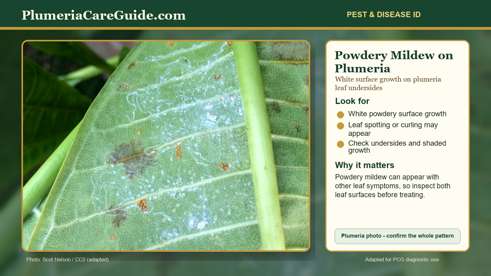 Diagnostic image showing powdery mildew symptoms on plumeria leaves