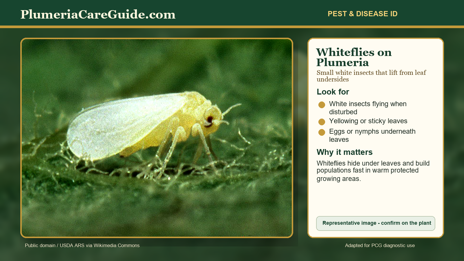 Diagnostic illustration of whiteflies on the underside of plumeria leaves