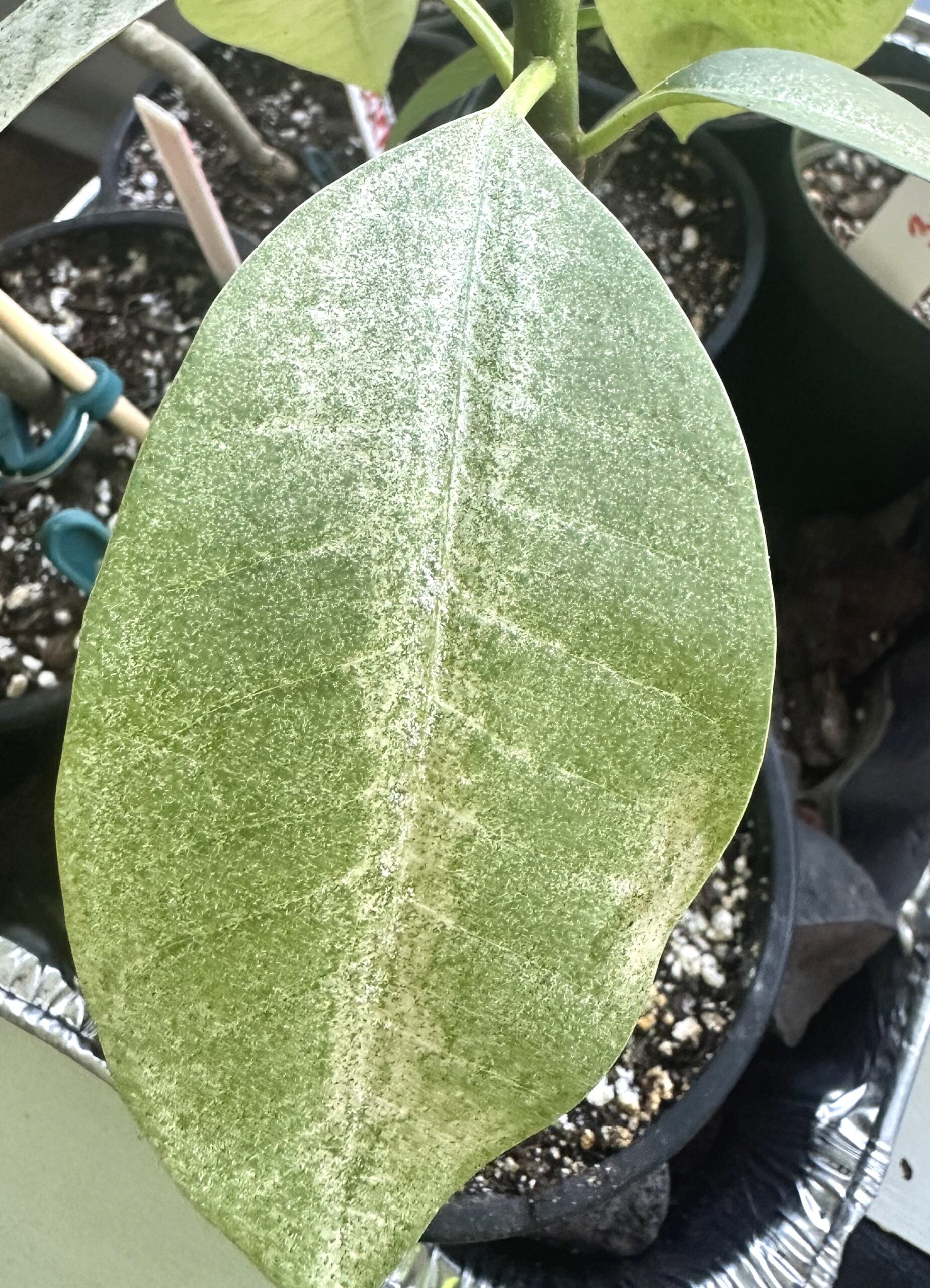 Cropped field example of suspected spider mite damage on plumeria showing heavy stippling and a dusty bronzed leaf surface