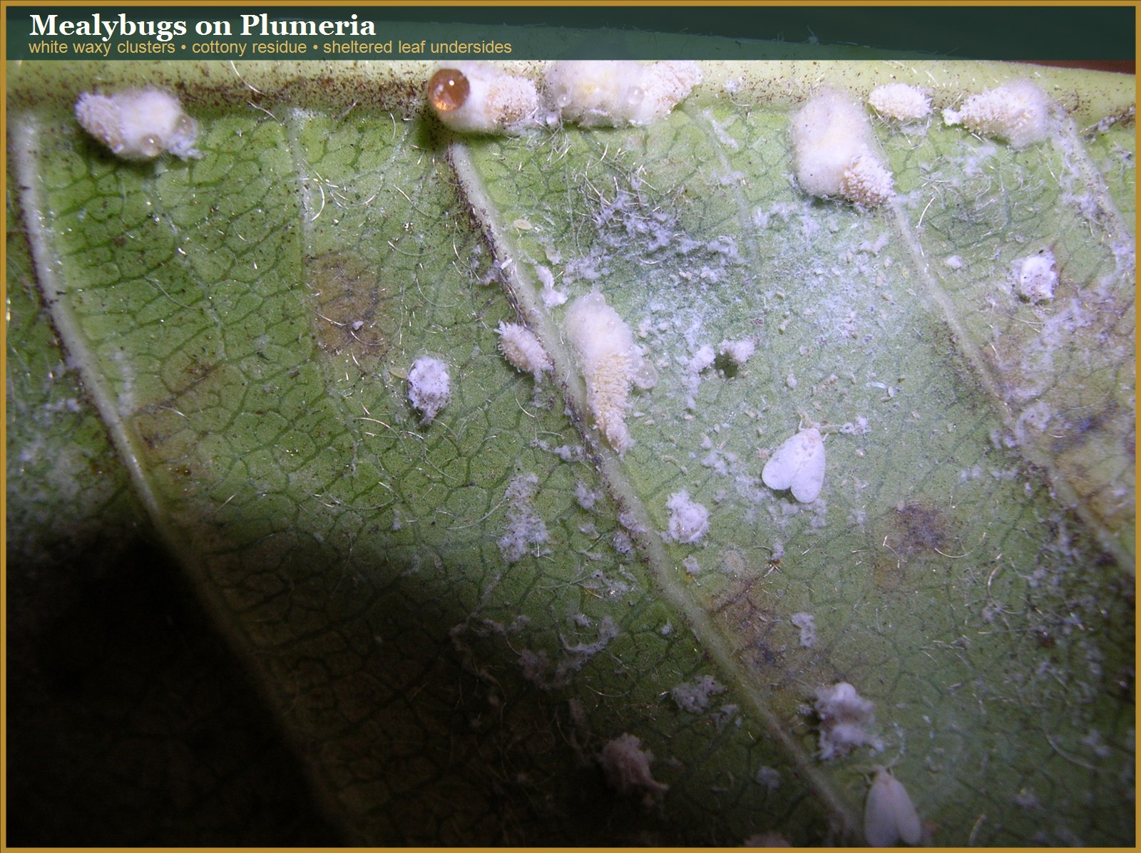 Mealybugs clustered on plumeria growth