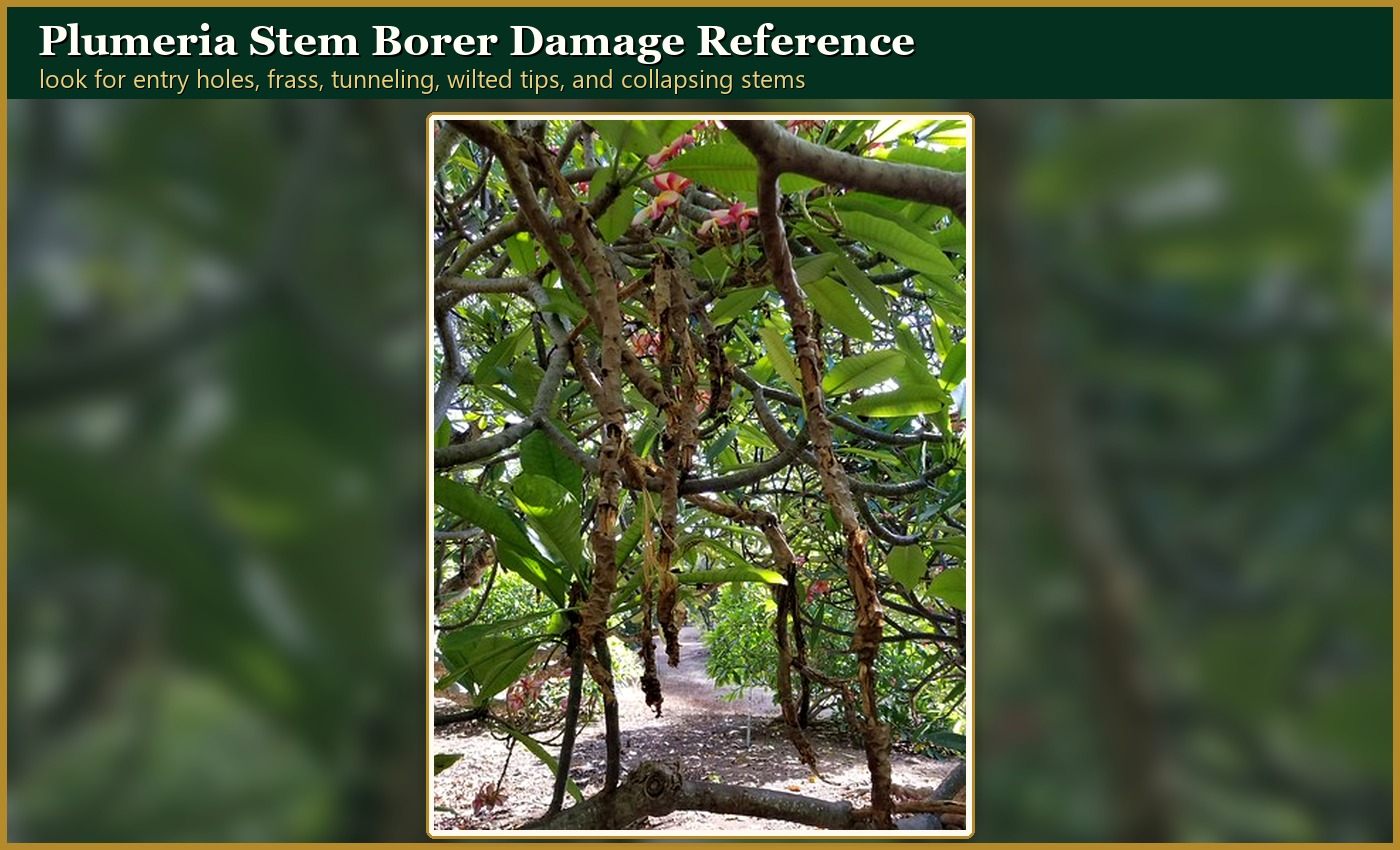 Plumeria stem borer damage showing damaged branches and dieback