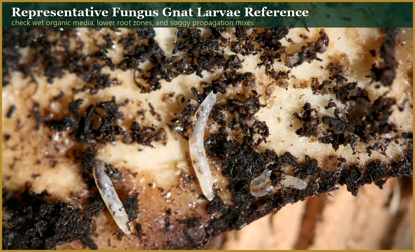 Representative fungus gnat larvae in moist potting media