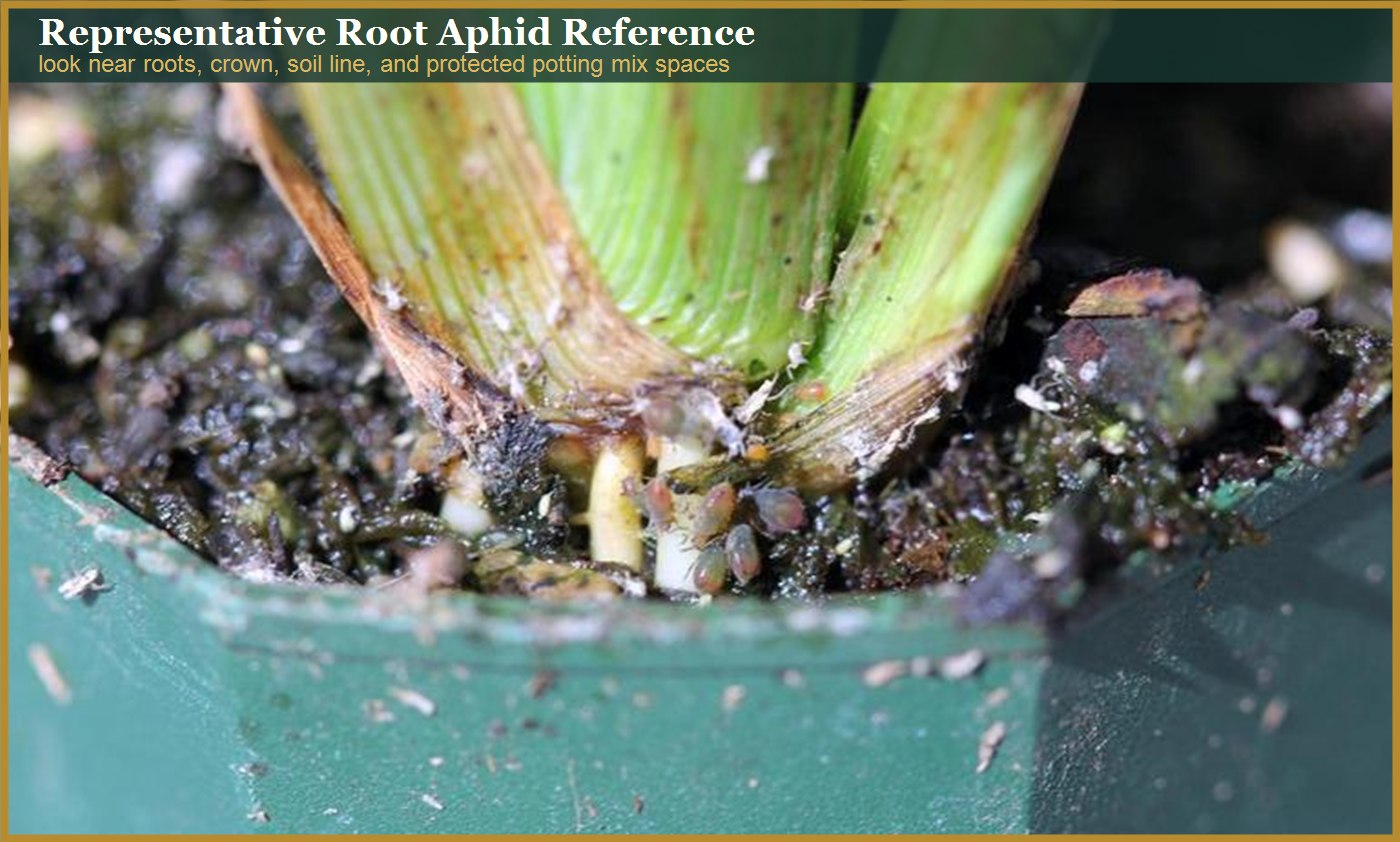 Representative root aphid diagnostic image in a root zone
