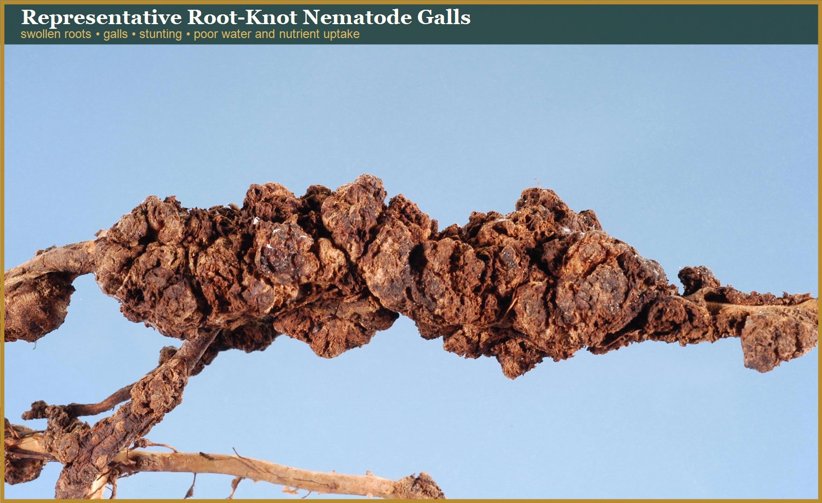Representative root-knot nematode galls on roots