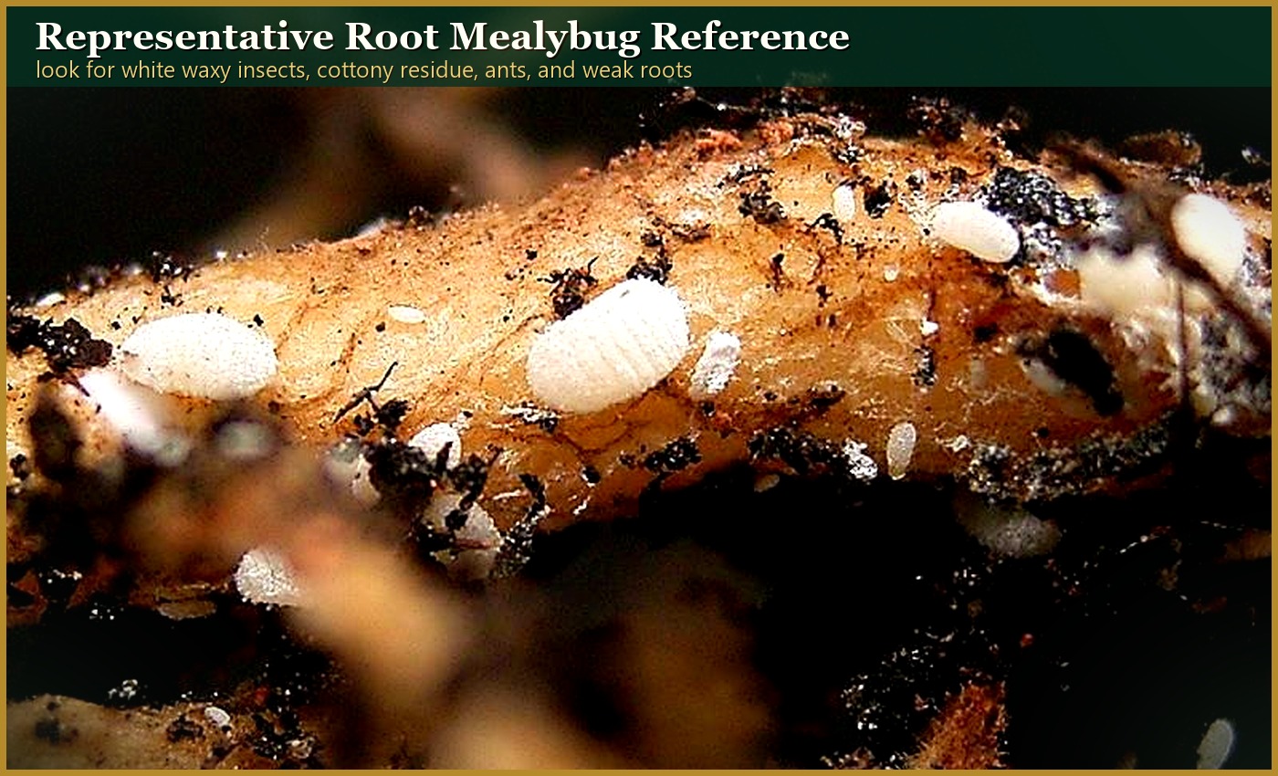 Representative diagnostic image of root mealybug-like white wax in a root zone