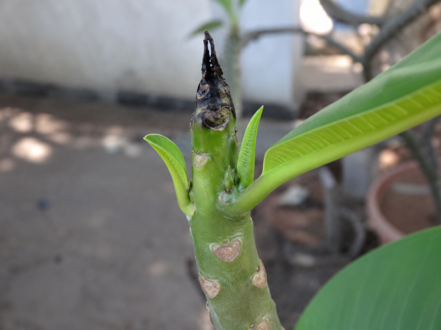 Blackened growing tip on a plumeria stem showing visual symptoms associated with black tip rot