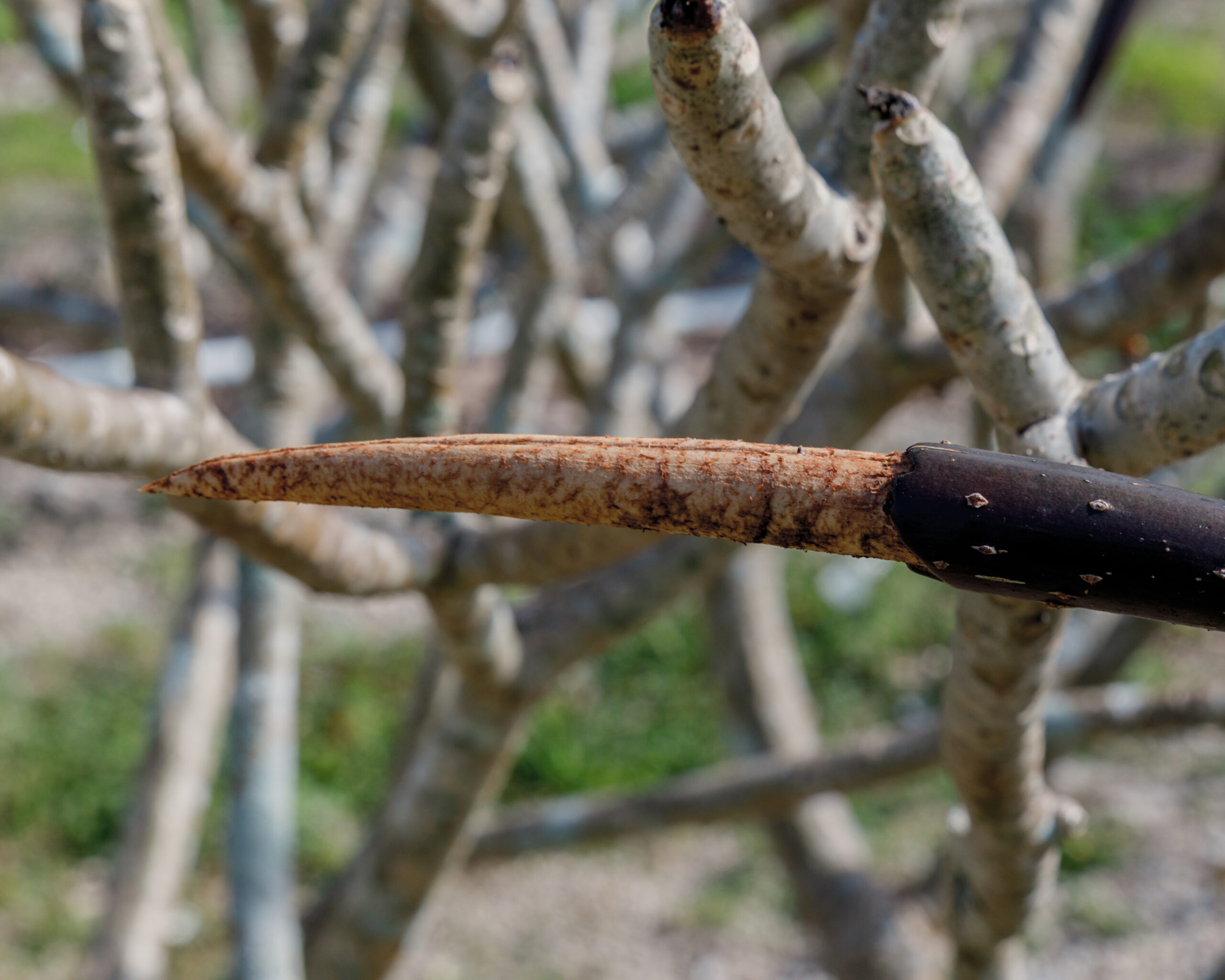 Chewing damage along the surface of a mature plumeria seed pod