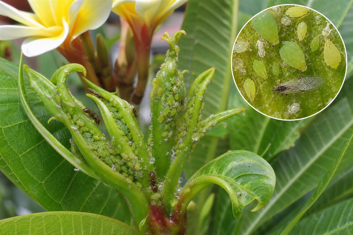 Aphid colony, shed skins, ants, and a winged adult on tender plumeria growth