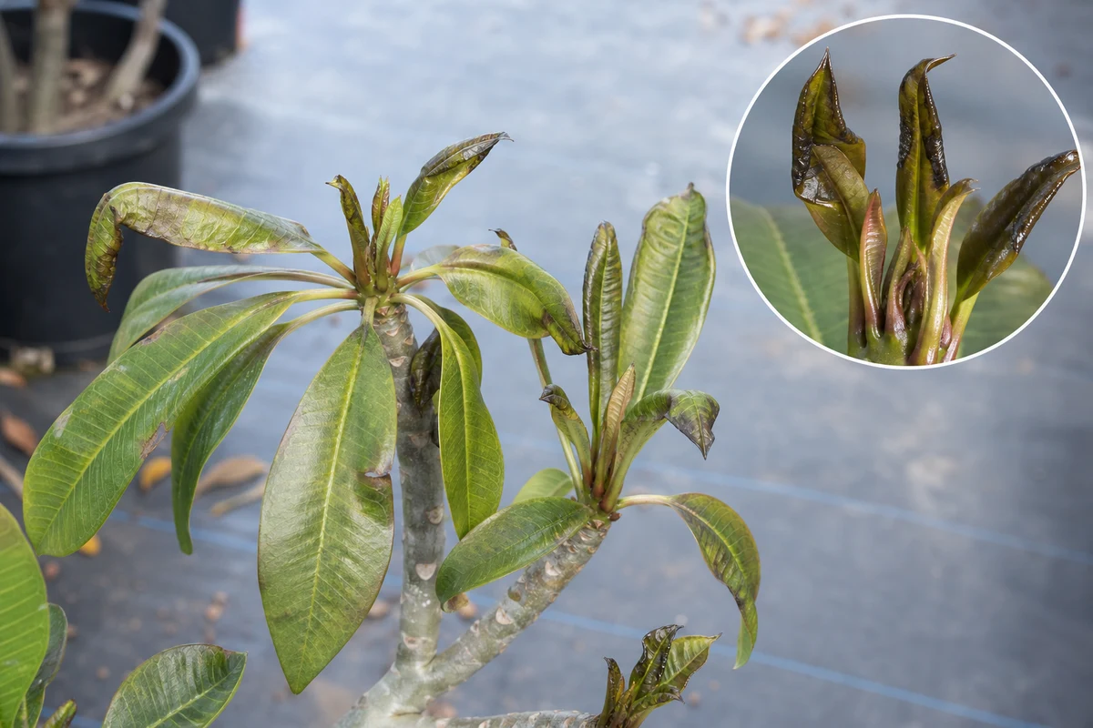 Cold, frost, or freeze injury on plumeria