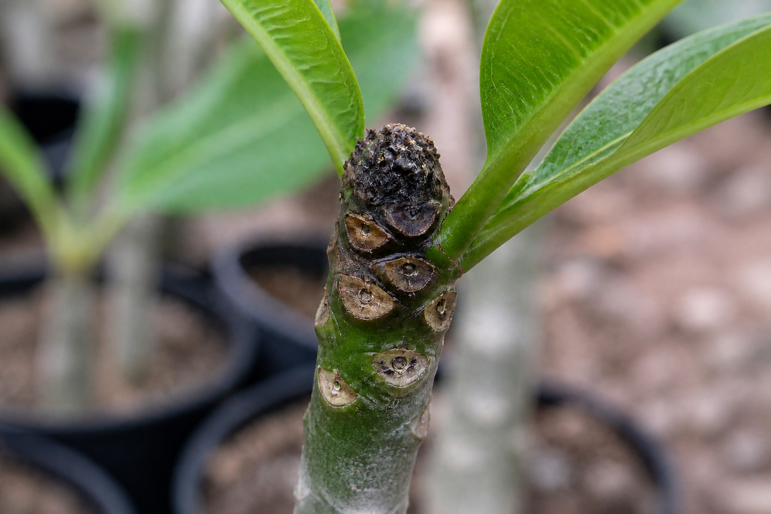 Dark irregular terminal decay on a plumeria branch tip with healthy tissue below