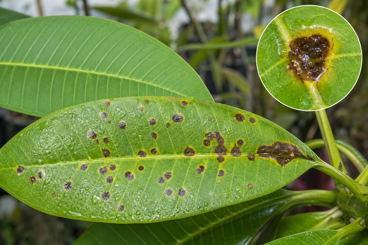 Water-soaked bacterial leaf spot pattern on plumeria leaves with magnified detail