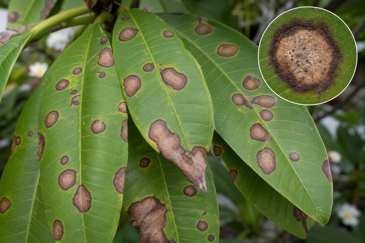 Fungal leaf spot lesions on plumeria leaves with magnified detail