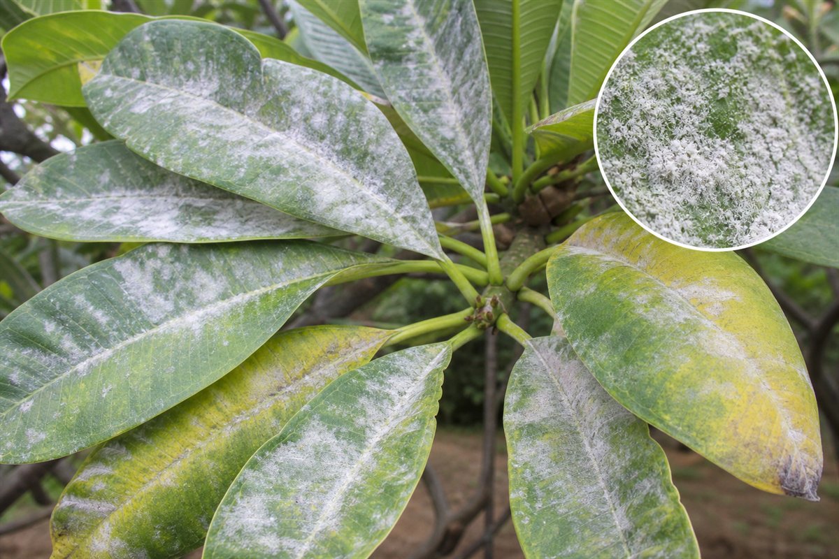 Powdery mildew coating on living plumeria leaves with magnified detail