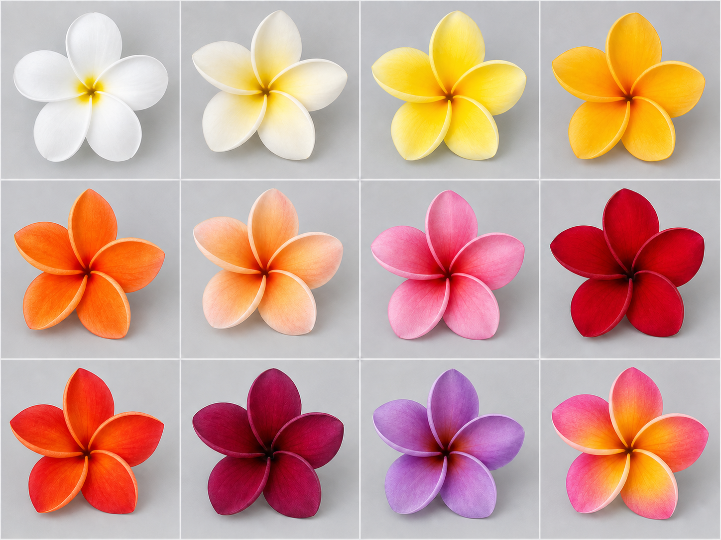 Twelve standard plumeria flower color categories from white through multicolor, including red-orange