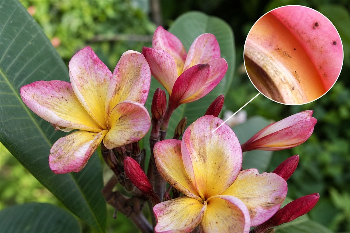 Thrips and black feeding specks inside damaged plumeria flowers