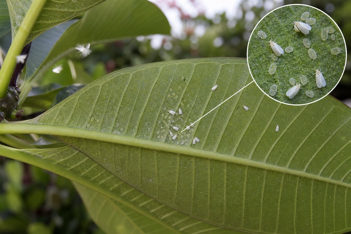 Adult whiteflies and flat immature stages on the underside of a plumeria leaf